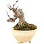 Akebia quinata, 12,5 cm, ± 10 ans