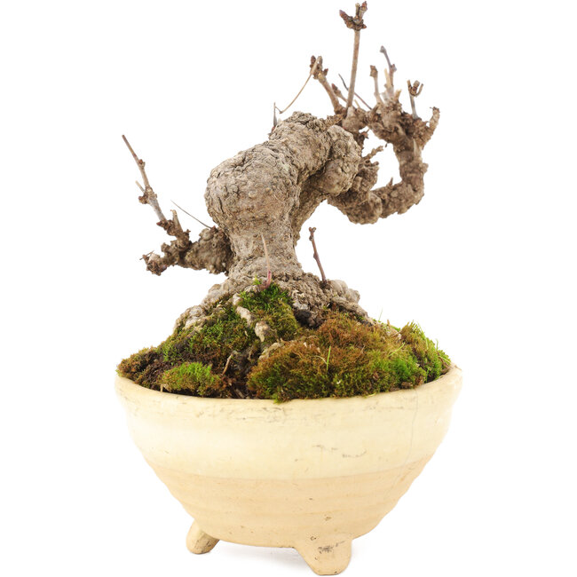 Akebia quinata, 12,5 cm, ± 10 jaar oud