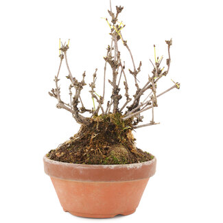 Akebia quinata, 16 cm, ± 10 años