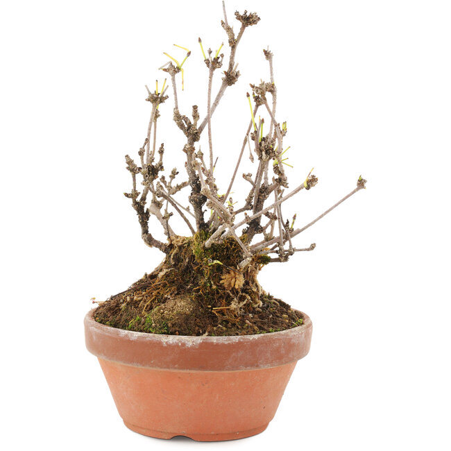 Akebia quinata, 16 cm, ± 10 Jahre alt