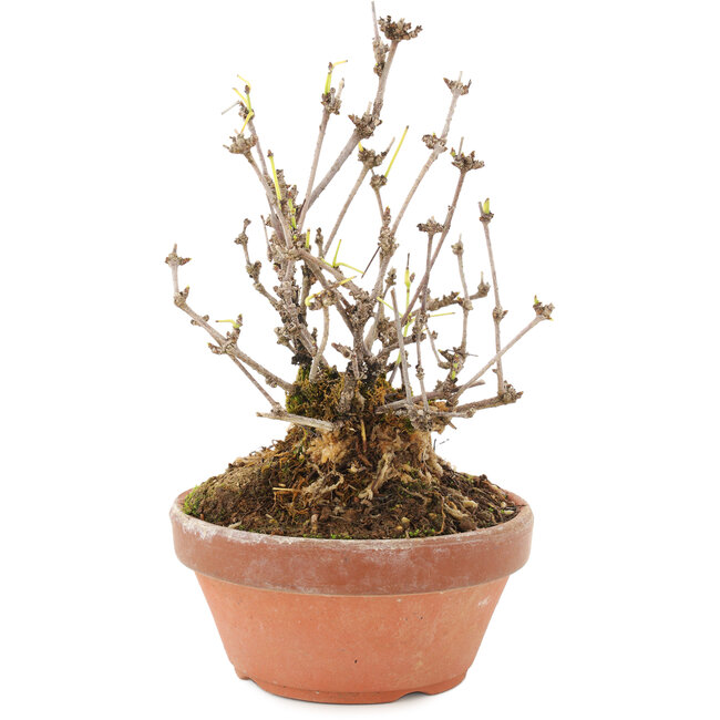 Akebia quinata, 16 cm, ± 10 Jahre alt