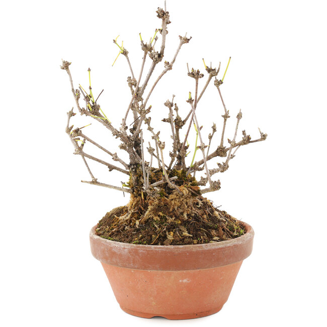 Akebia quinata, 16 cm, ± 10 years old