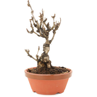 Akebia quinata, 19 cm, ± 10 años