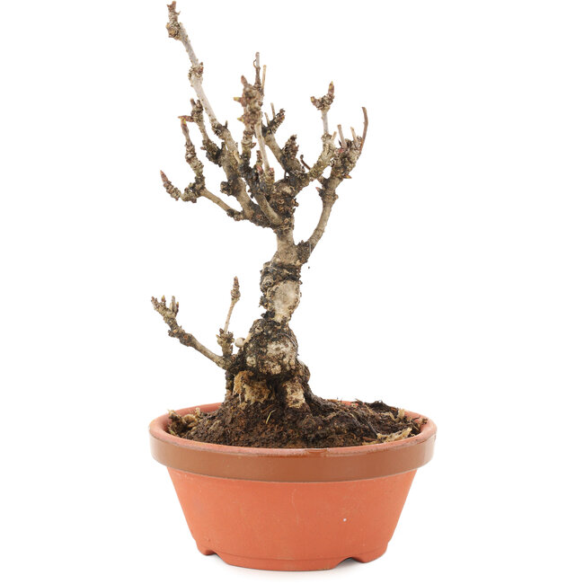 Akebia quinata, 19 cm, ± 10 jaar oud