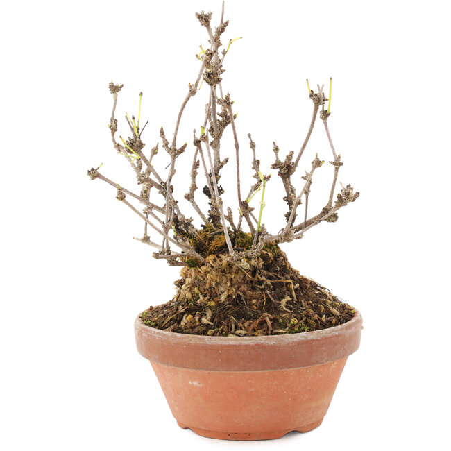 Akebia quinata, 16 cm, ± 10 Jahre alt