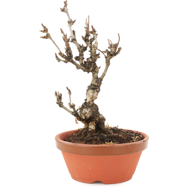 Akebia quinata, 19 cm, ± 10 Jahre alt