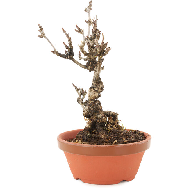 Akebia quinata, 19 cm, ± 10 anni