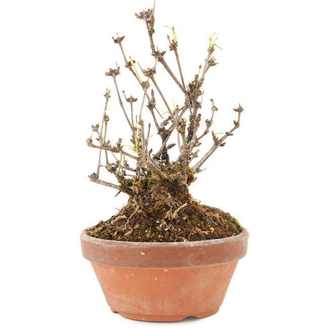 Akebia quinata, 16 cm, ± 10 años