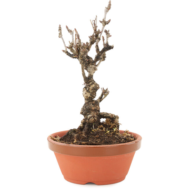 Akebia quinata, 19 cm, ± 10 años