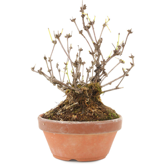 Akebia quinata, 16 cm, ± 10 ans