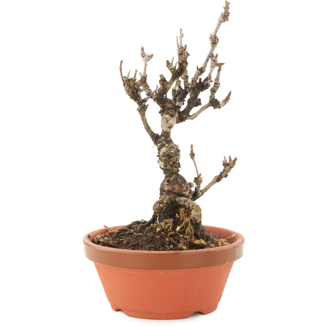 Akebia quinata, 19 cm, ± 10 jaar oud