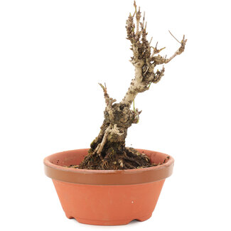 Akebia quinata, 15,5 cm, ± 10 años
