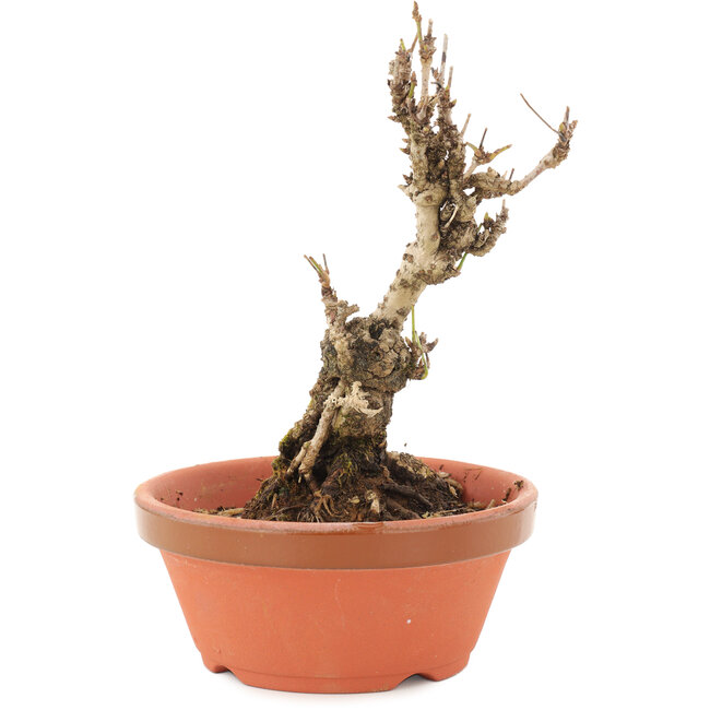 Akebia quinata, 15,5 cm, ± 10 years old