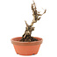 Akebia quinata, 15,5 cm, ± 10 ans