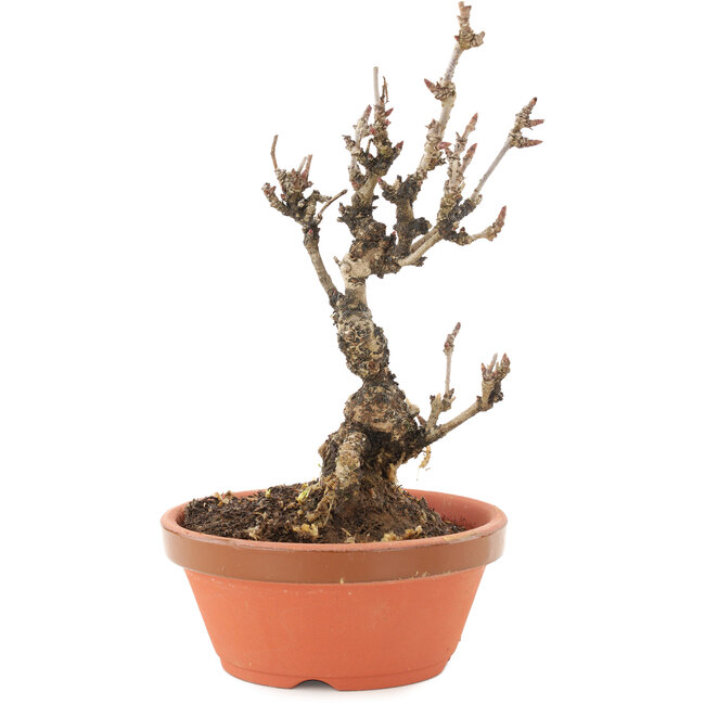 Akebia quinata, 19 cm, ± 10 anni