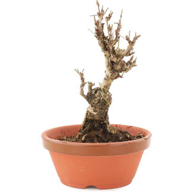 Akebia quinata, 15,5 cm, ± 10 años