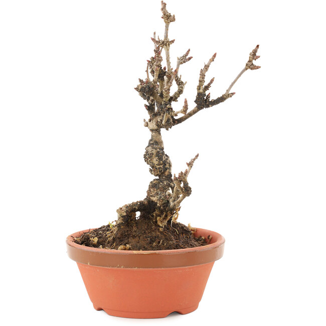 Akebia quinata, 19 cm, ± 10 años