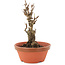 Akebia quinata, 15,5 cm, ± 10 ans
