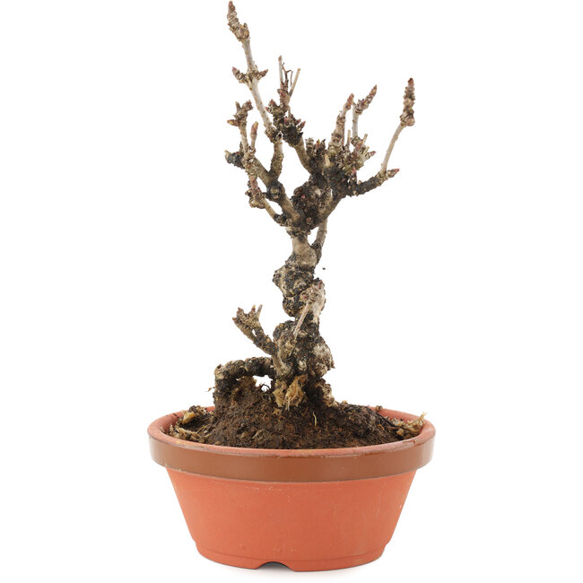 Akebia quinata, 19 cm, ± 10 Jahre alt