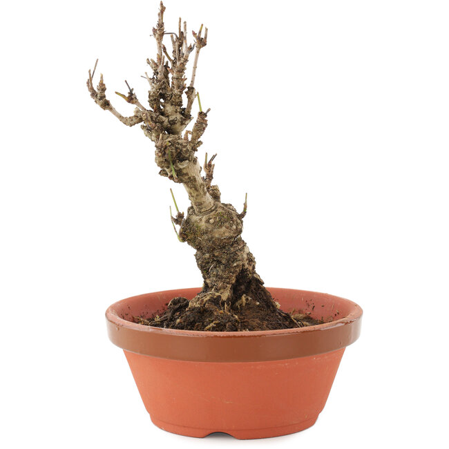 Akebia quinata, 15,5 cm, ± 10 ans