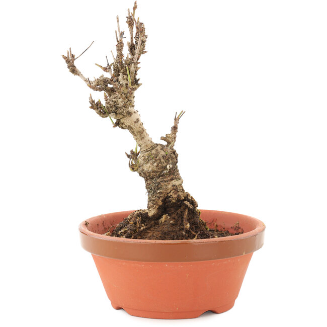 Akebia quinata, 15,5 cm, ± 10 anni