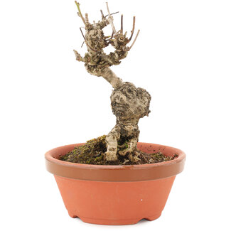 Akebia quinata, 13,5 cm, ± 10 jaar oud