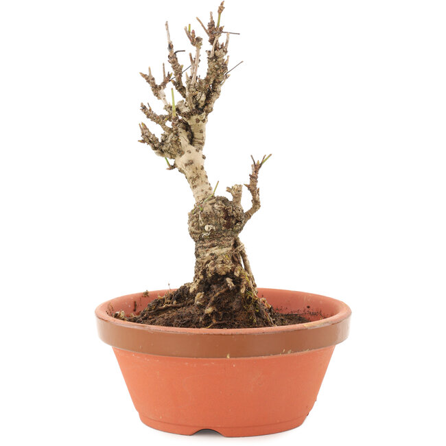 Akebia quinata, 15,5 cm, ± 10 Jahre alt