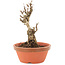Akebia quinata, 15,5 cm, ± 10 ans
