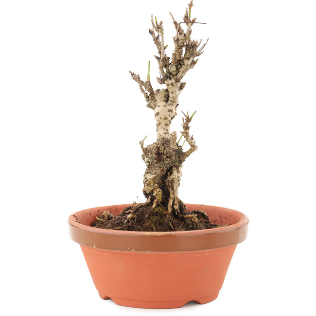 Akebia quinata, 15,5 cm, ± 10 jaar oud