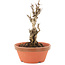 Akebia quinata, 15,5 cm, ± 10 ans