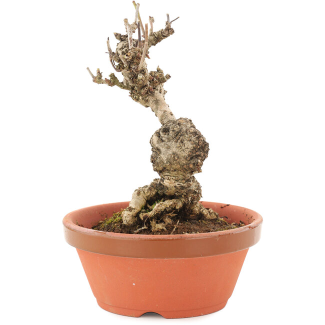 Akebia quinata, 13,5 cm, ± 10 anni