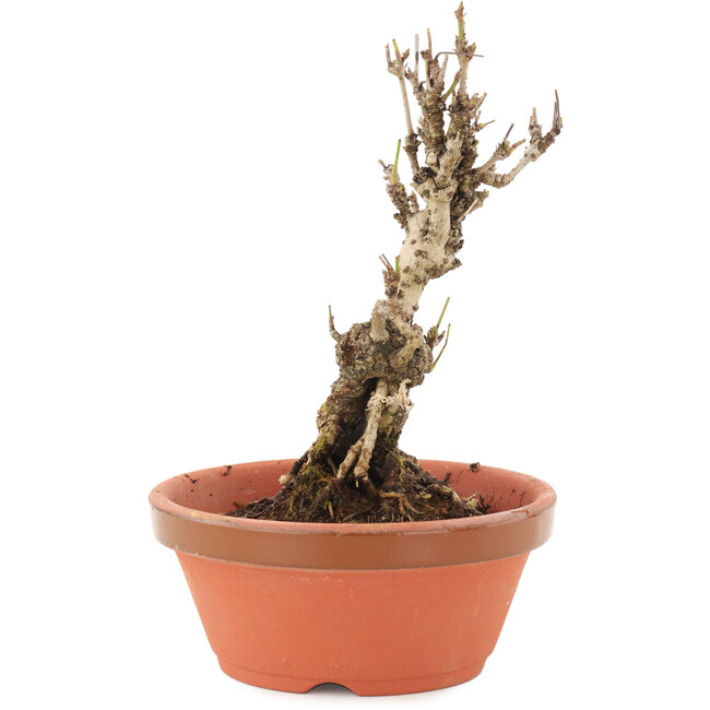 Akebia quinata, 15,5 cm, ± 10 years old