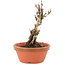 Akebia quinata, 15,5 cm, ± 10 ans