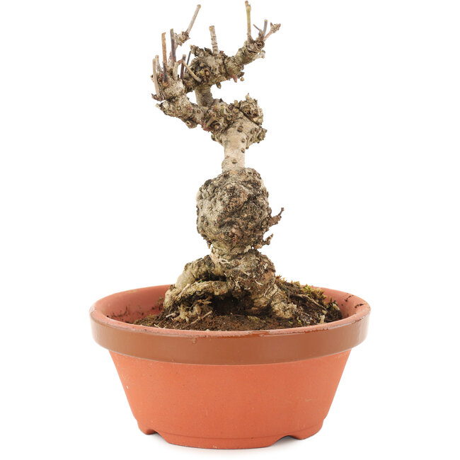 Akebia quinata, 13,5 cm, ± 10 anni