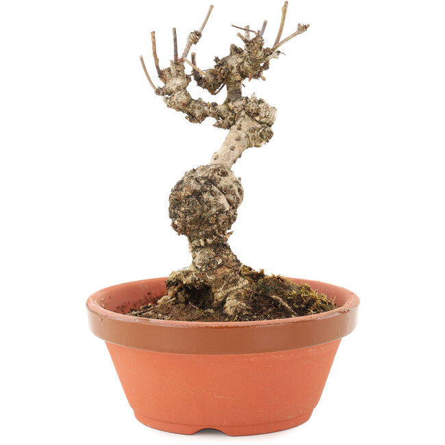 Akebia quinata, 13,5 cm, ± 10 ans