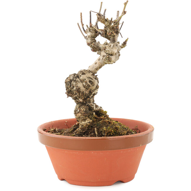 Akebia quinata, 13,5 cm, ± 10 anni