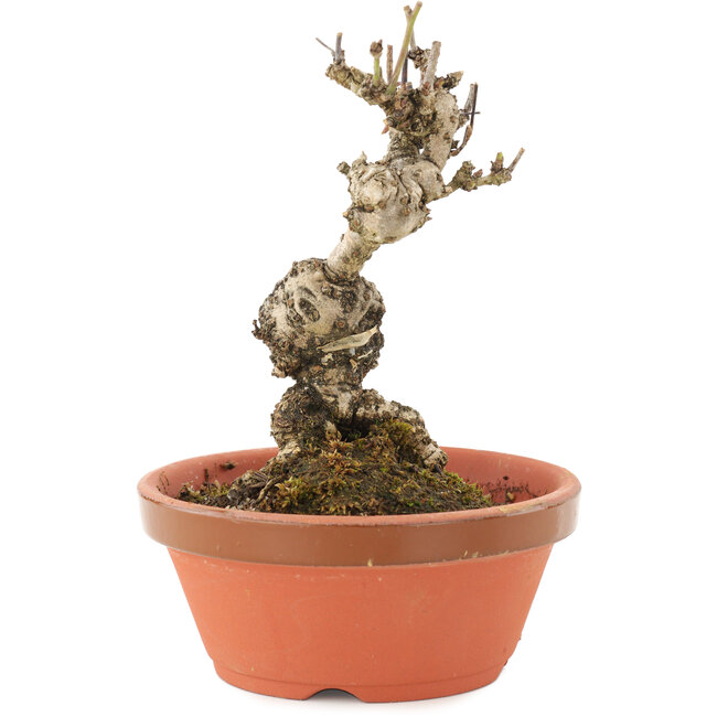 Akebia quinata, 13,5 cm, ± 10 Jahre alt