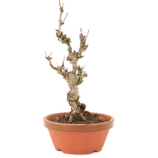 Akebia quinata, 20,5 cm, ± 10 años