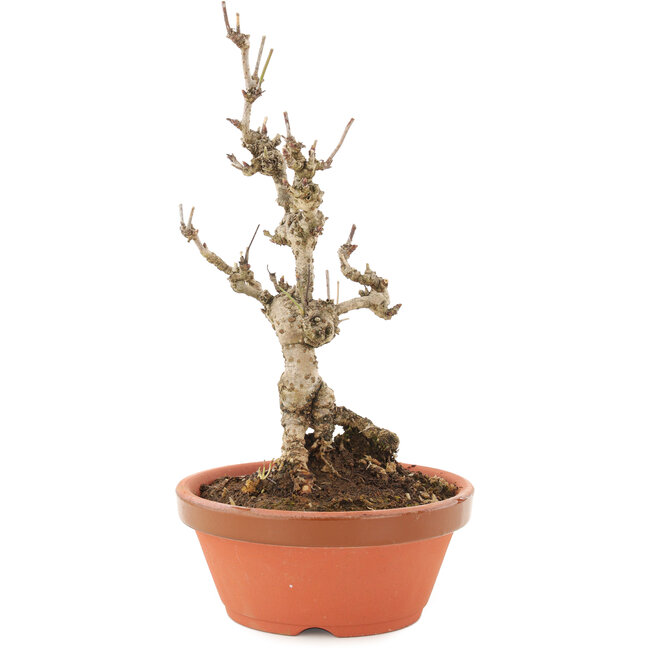 Akebia quinata, 20,5 cm, ± 10 anni