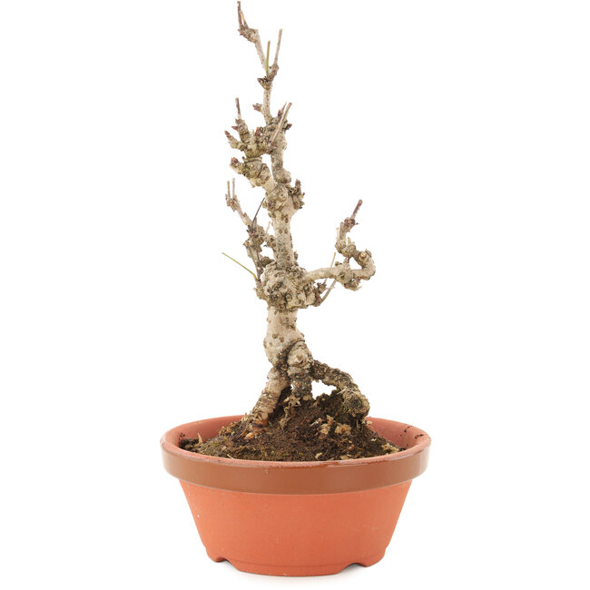 Akebia quinata, 20,5 cm, ± 10 años