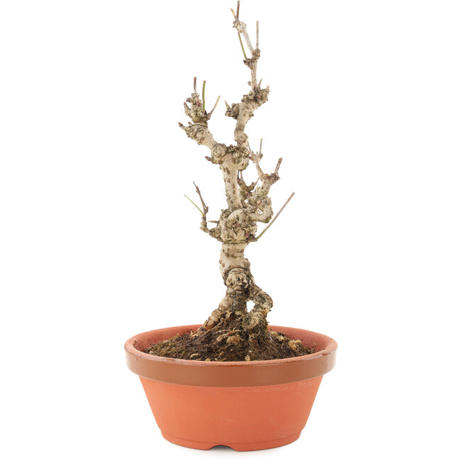 Akebia quinata, 20,5 cm, ± 10 jaar oud