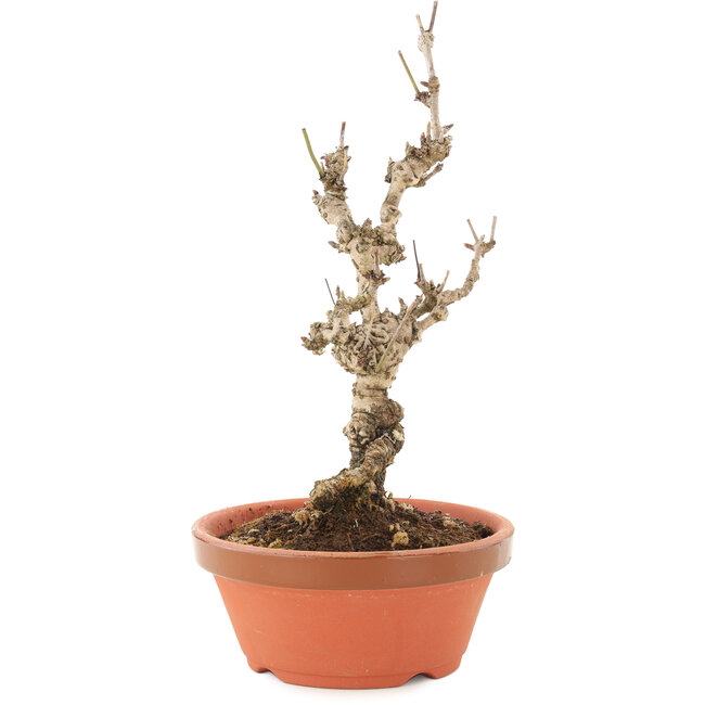 Akebia quinata, 20,5 cm, ± 10 años