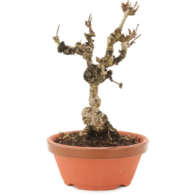 Akebia quinata, 18 cm, ± 10 ans