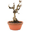 Akebia quinata, 18 cm, ± 10 ans