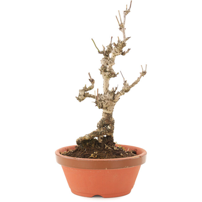 Akebia quinata, 20,5 cm, ± 10 Jahre alt