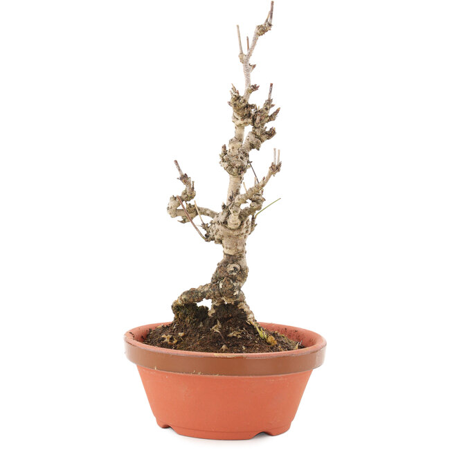 Akebia quinata, 20,5 cm, ± 10 anni