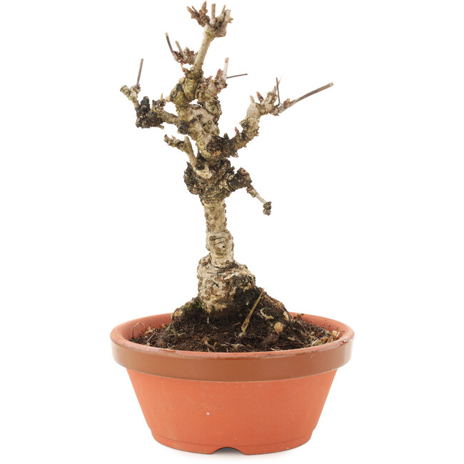 Akebia quinata, 18 cm, ± 10 jaar oud