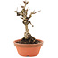 Akebia quinata, 18 cm, ± 10 ans