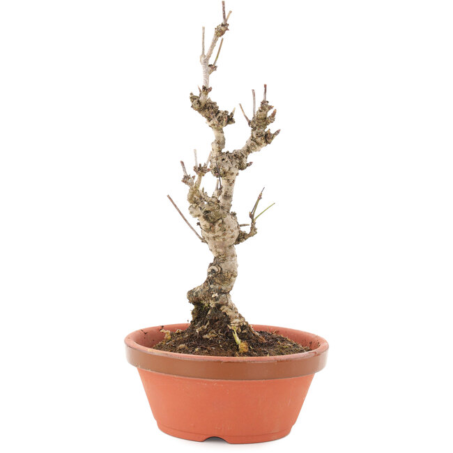 Akebia quinata, 20,5 cm, ± 10 años