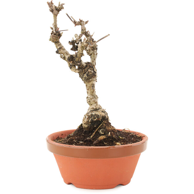 Akebia quinata, 18 cm, ± 10 ans